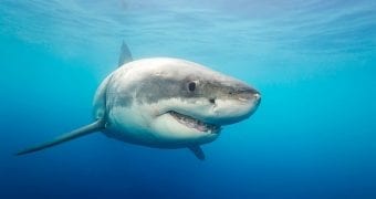 Concert for … sharks