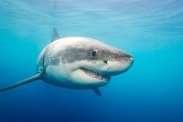 Concert for … sharks