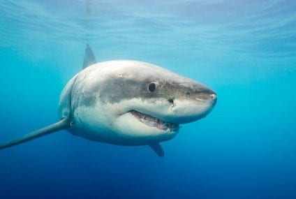 Concert for … sharks