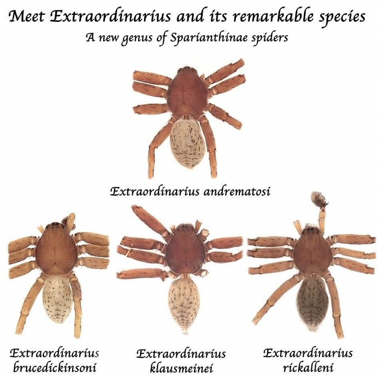 Spiders