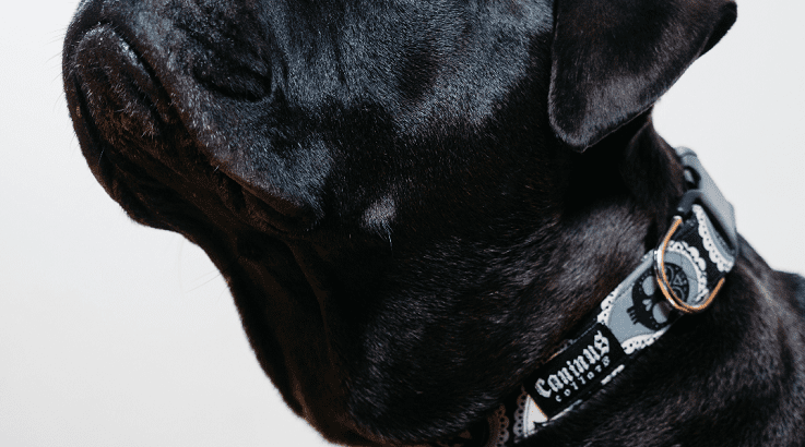 Caninus Collars