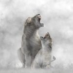 Lions