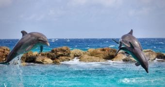 A beautiful and highly social animal under… Extinction