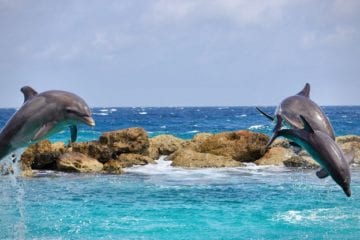 Ένα πανέμορφο και άκρως κοινωνικό ζώο υπό… Εξαφάνιση Ένα πανέμορφο και άκρως κοινωνικό ζώο υπό… Εξαφάνιση