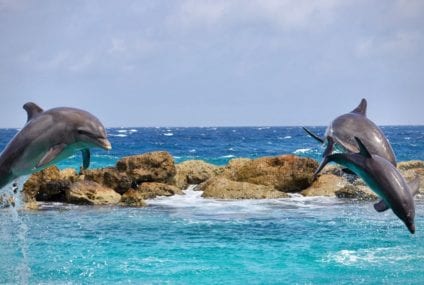 A beautiful and highly social animal under… Extinction