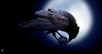 All it takes is, sometimes, to spread your “Wings”