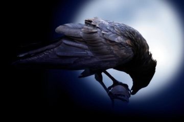 All it takes is, sometimes, to spread your “Wings” All it takes is, sometimes, to spread your “Wings”