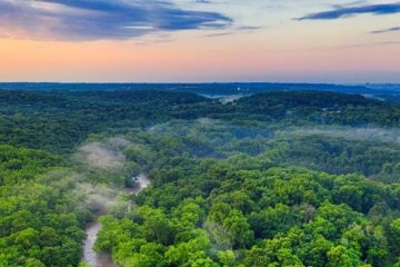 International Day of Forests