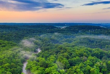 International Day of Forests
