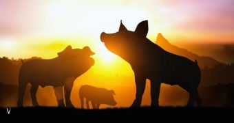 George Orwell and… Pink Floyd