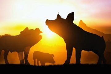 George Orwell and… Pink Floyd George Orwell and… Pink Floyd