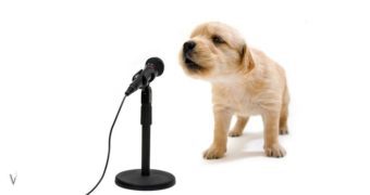 The connection of a spark, a puppy look and a… Success!