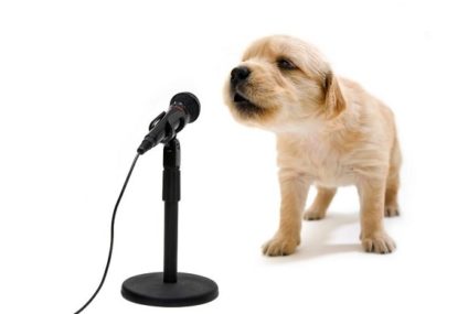 The connection of a spark, a puppy look and a… Success!